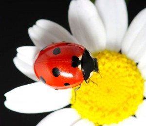 Fotooboi Cvety (102)